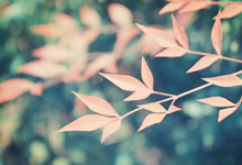 梵克雅寶耳釘斷了維修價(jià)格